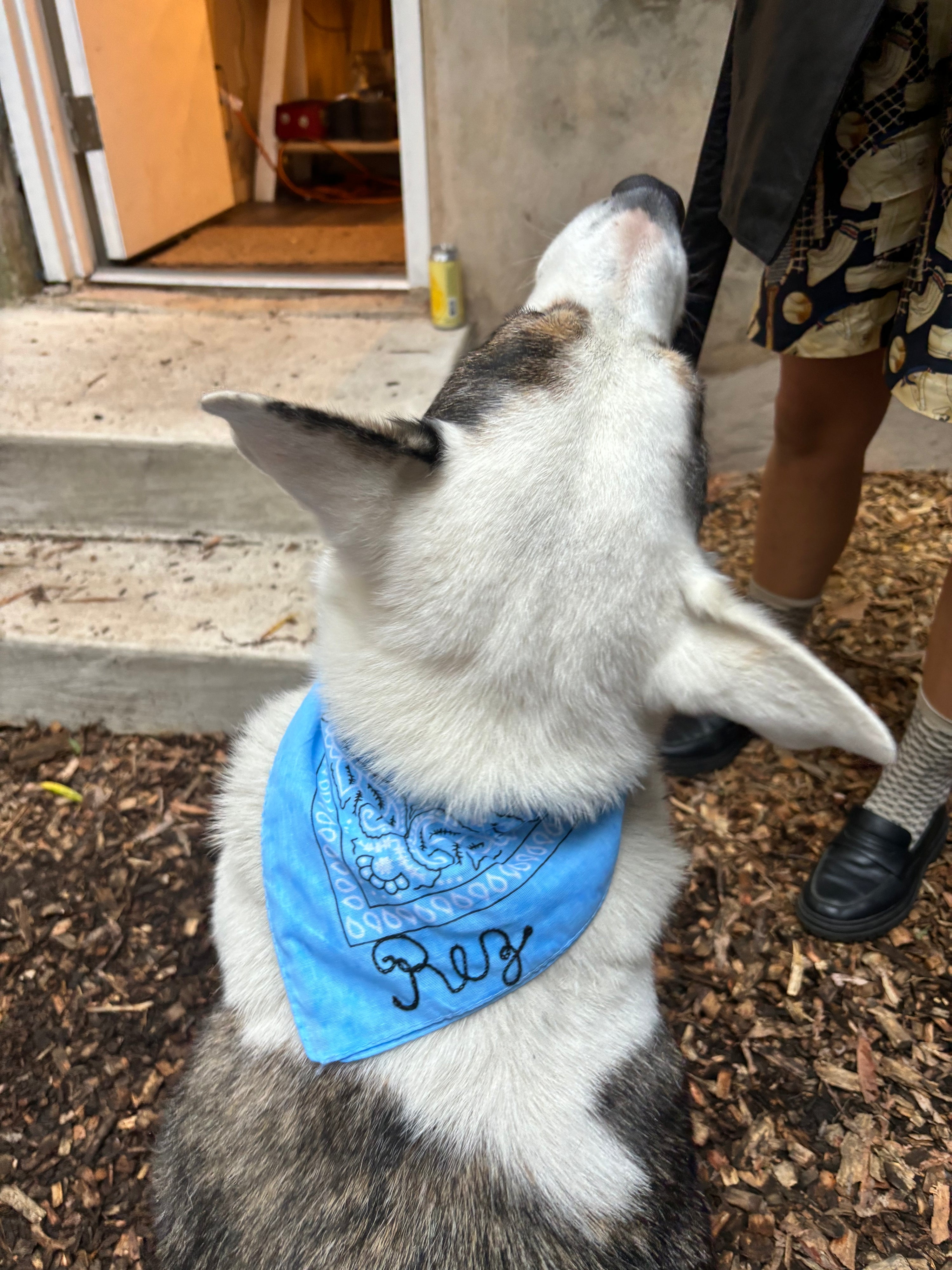 A dog wearing a custom chainstitch embroidered blue pet bandana stitched with "Rez"
