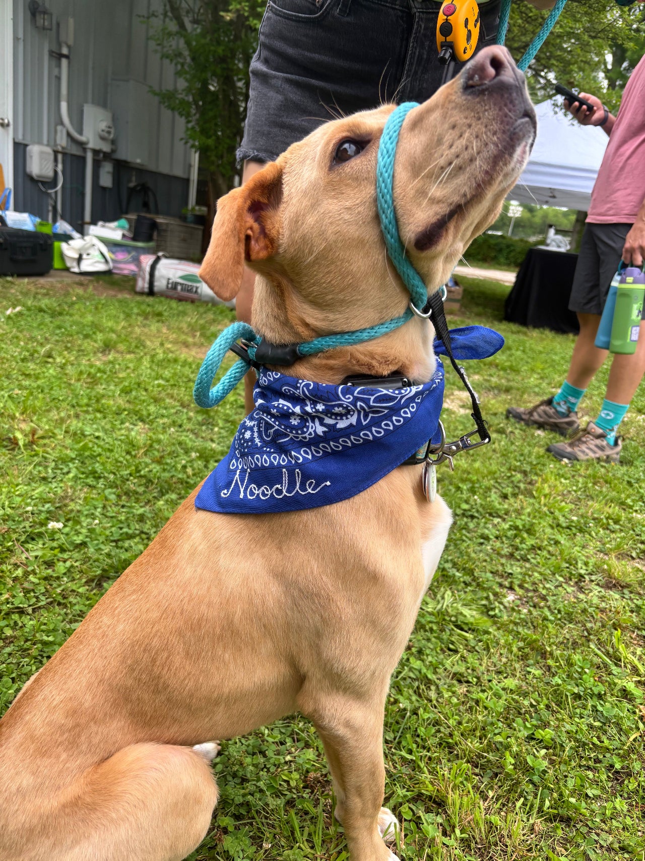 Noodle the dog wearing a custom chainstitched bandana